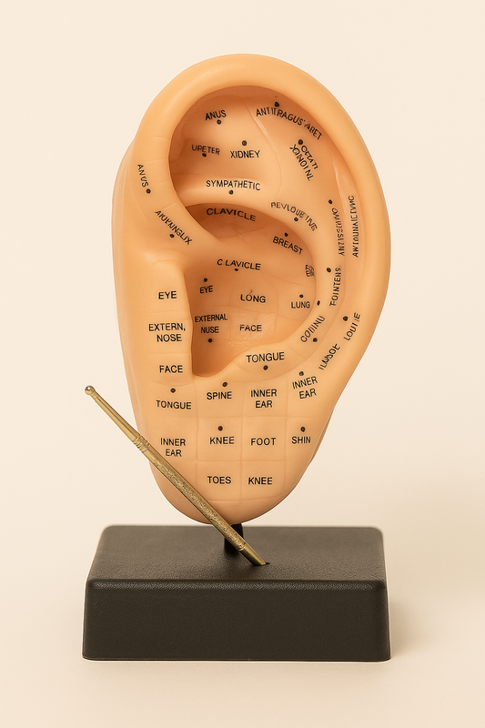 Ear Acupuncture Earpins Model (Human Ear Model with Acupuncture Points)