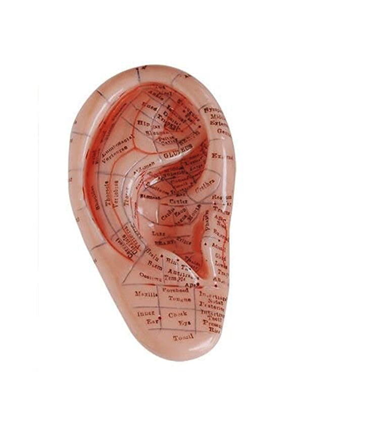 Ear Acupuncture Earpins Model (Human Ear Model with Acupuncture Points)
