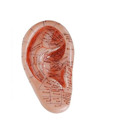 Ear Acupuncture Earpins Model (Human Ear Model with Acupuncture Points)