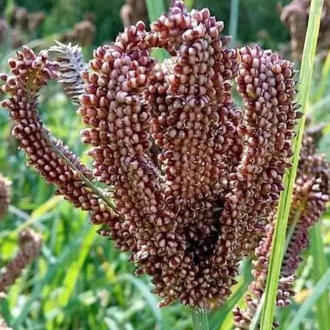 (5 Kg)🌾 Dodda Raagi (ದೊಡ್ಡ ರಾಗಿ – Large Finger Millet)
